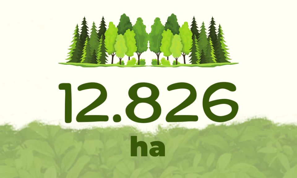 12.826 ha - là mục tiêu phát triển rừng gỗ lớn giai đoạn 2021-2025 của tỉnh  