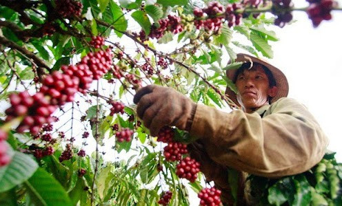 Nguồn cung hạn chế, lượng cà phê xuất khẩu có xu hướng giảm