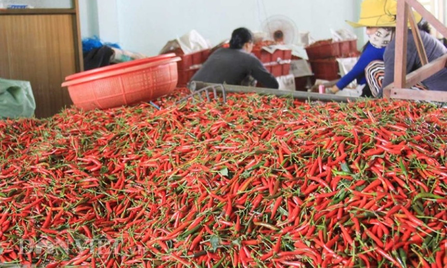 Trung Quốc và Lào là 2 thị trường xuất khẩu ớt chính của Việt Nam