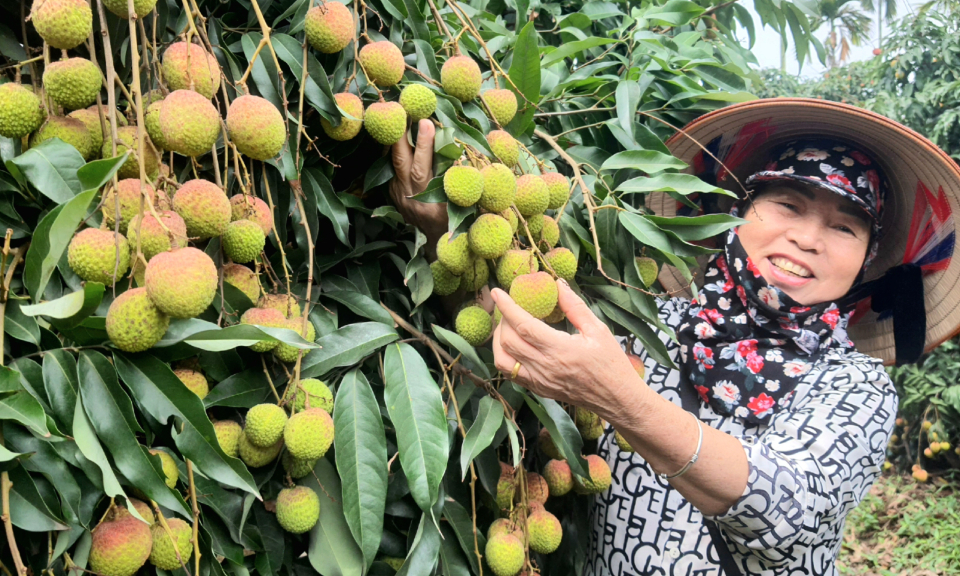 Uong Bi to livestream for the first time to sell famed lychees