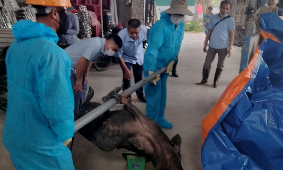 TX Quảng Yên: Xuất hiện ổ dịch tả lợn châu Phi tại xã Tiền Phong