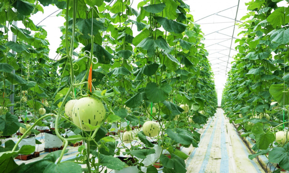 Đầm Hà: Đang nghiên cứu để đề xuất chính sách khuyến khích trồng cây ăn quả tập trung