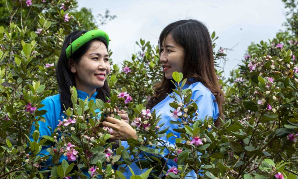 Mong Cai city's Border Hoa Sim Festival lured over 11,000 tourist arrivals