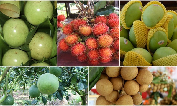 Các nước châu Á tăng nhập trái cây từ Việt Nam