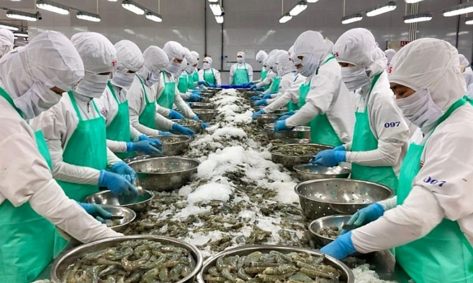 EU là điểm sáng của thị trường xuất khẩu tôm Việt Nam
