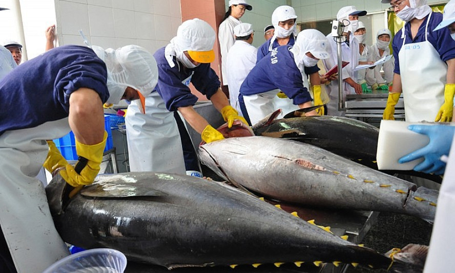 Xuất khẩu cá ngừ tiếp tục ghi nhận nhiều tín hiệu tích cực
