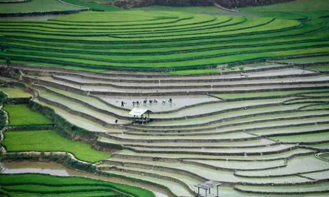 Bát Xát's terraced rice fields come alive in the rainy season