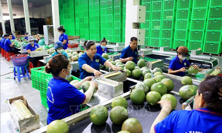 Trái cây Việt thích ứng những tiêu chuẩn thị trường xuất khẩu