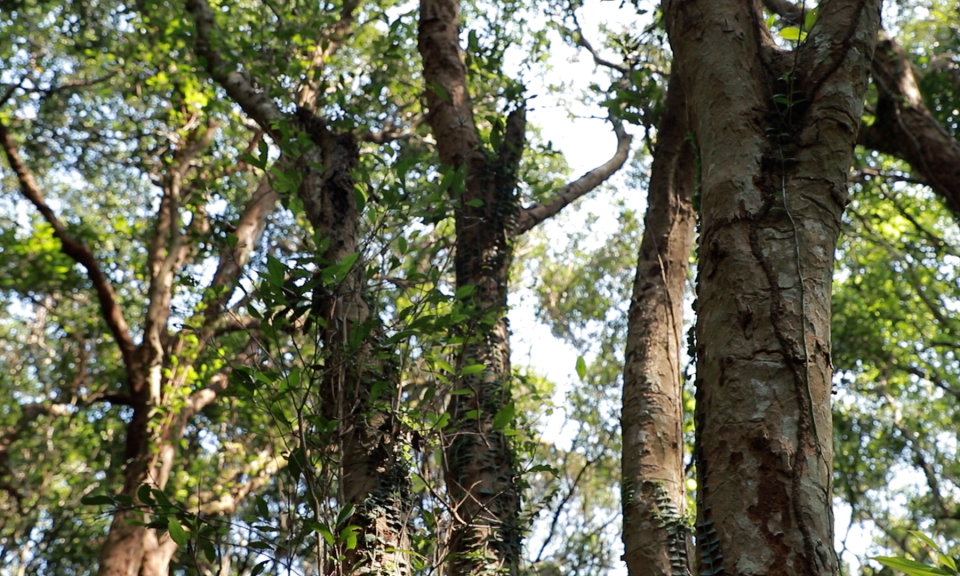 Bảo tồn rừng trâm cổ Minh Châu