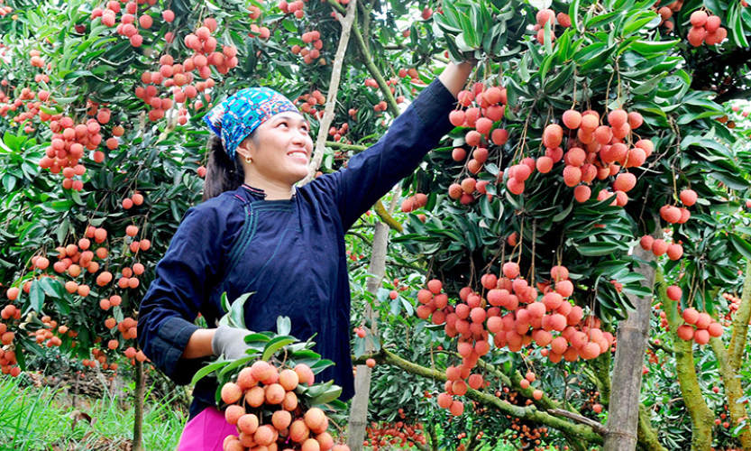 Bản tin vùng Đông Bắc ngày 30/5/2024