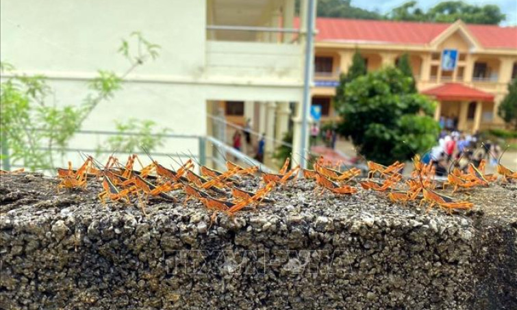 Châu chấu tre lưng vàng bùng phát gây hại cây trồng