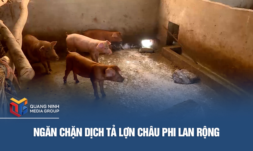 Ngăn chặn dịch tả lợn Châu Phi lan rộng