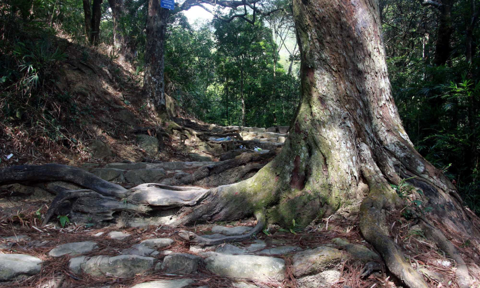 The ancient red pine lines on the holy mountain of Yen Tu