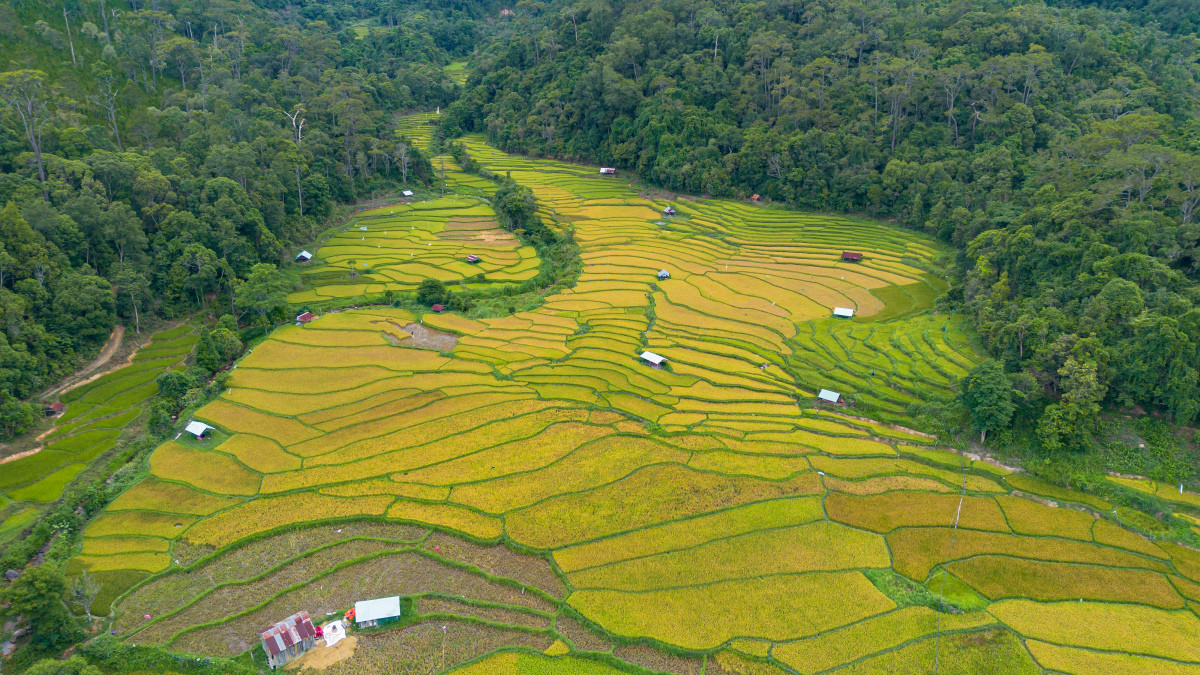 Central Highlands aglow: golden rice paints the terraces