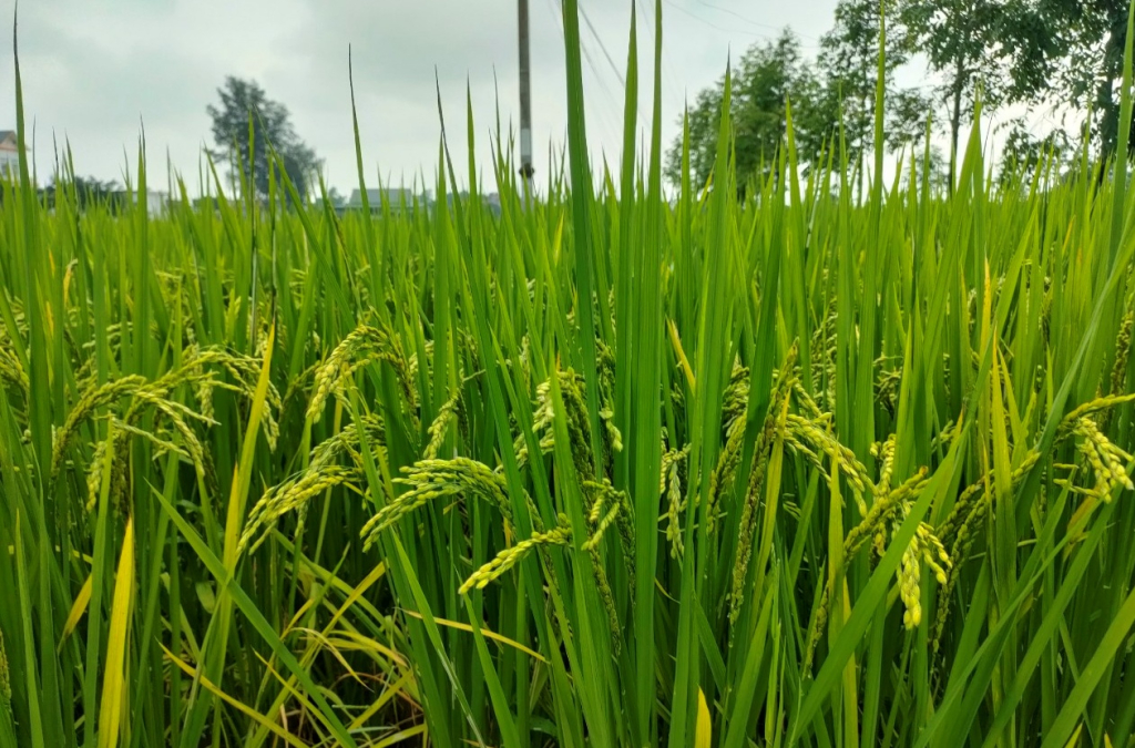Giống lúa chất lượng cao J02 tiếp tục được huyện Hải Hà đưa vào gieo cấy và mở rộng ở vụ xuân