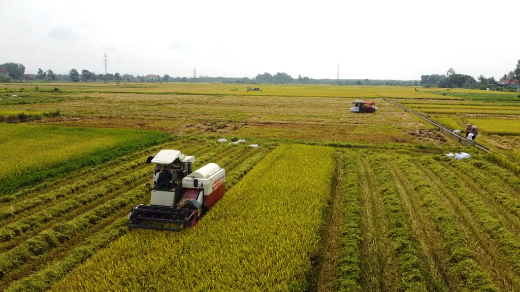 Diện tích gieo cấy lúa trên địa bàn tỉnh đã bắt đầu có khoảng 1400ha ở khu vực miền Tây được thu hoạch.