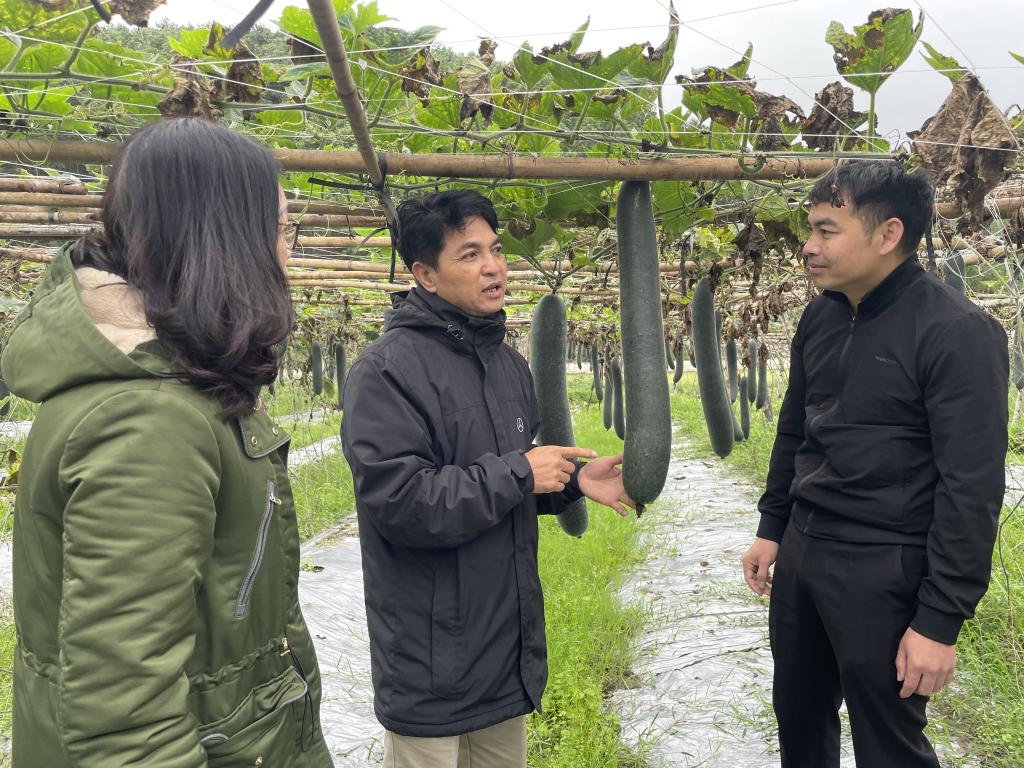 Mô hình trồng bí xanh của người dân xã Hòa Bình, TP Hạ Long đang là hướng đi phát triển kinh tế mới mang lại thu nhập khá. Ảnh: Nguyên Ngọc