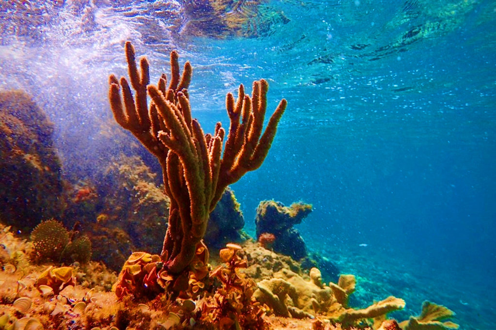 Rạn san hô ở khu vực đảo Cô Tô.