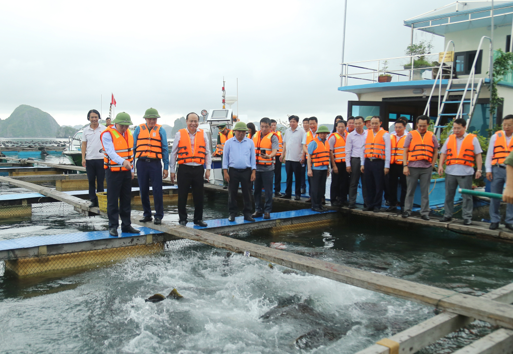 Đồng chí Bí thư Tỉnh ủy,Chủ tịch HĐND tỉnh kiểm tra Mô hình nuôi cá biển của Hợp tác xã Thắng Lợi tại xã Bản Sen, huyện Vân Đồn.