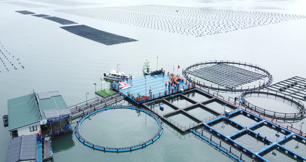 Mô hình nuôi rong biển và nuôi cá song kết hợp với du lịch trải nghiệm của Công ty STP tại xã Hạ Long, huyện Vân Đồn.