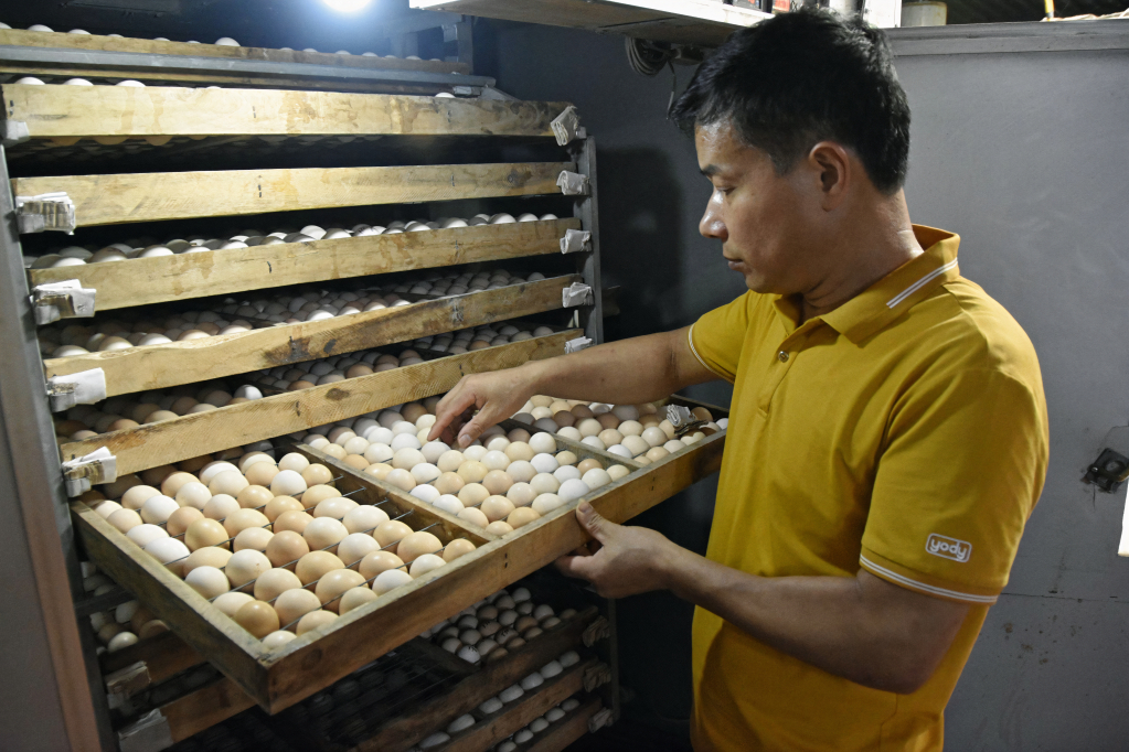 HTX Thắng Huệ trang bị hệ thống thiết bị ấp trứng gia cầm chuyên nghiệp đáp ứng yêu cầu khách hàng.