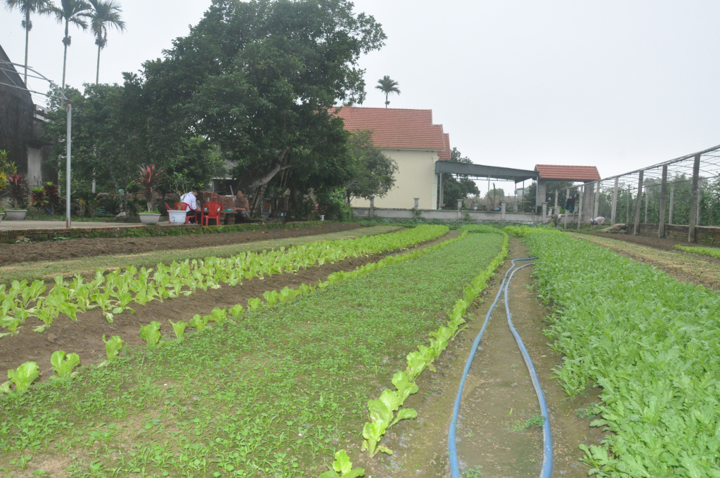 Người dân xã Quảng Minh (Hải Hà) trồng rau phục vụ nhu cầu tiêu thụ của người dân trên địa bàn huyện.