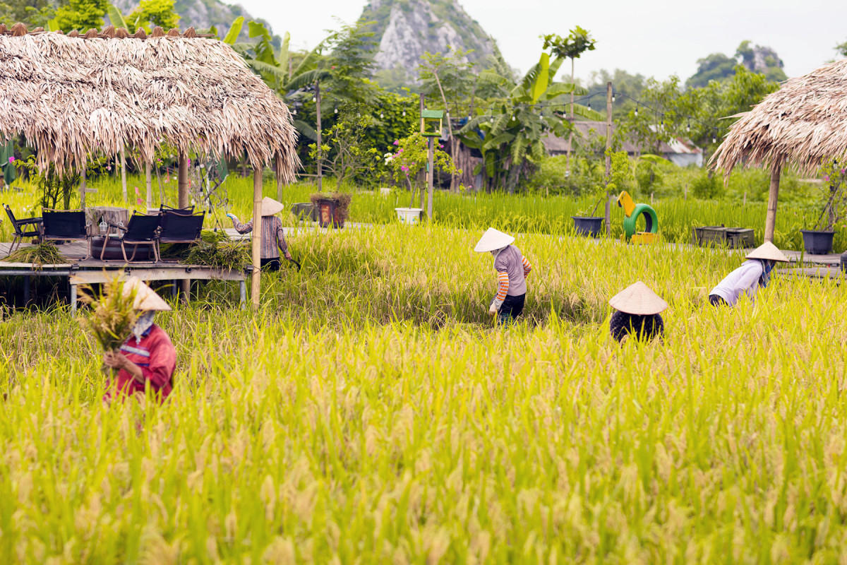 Coffee shop set amid rice paddies captivates Hanoians