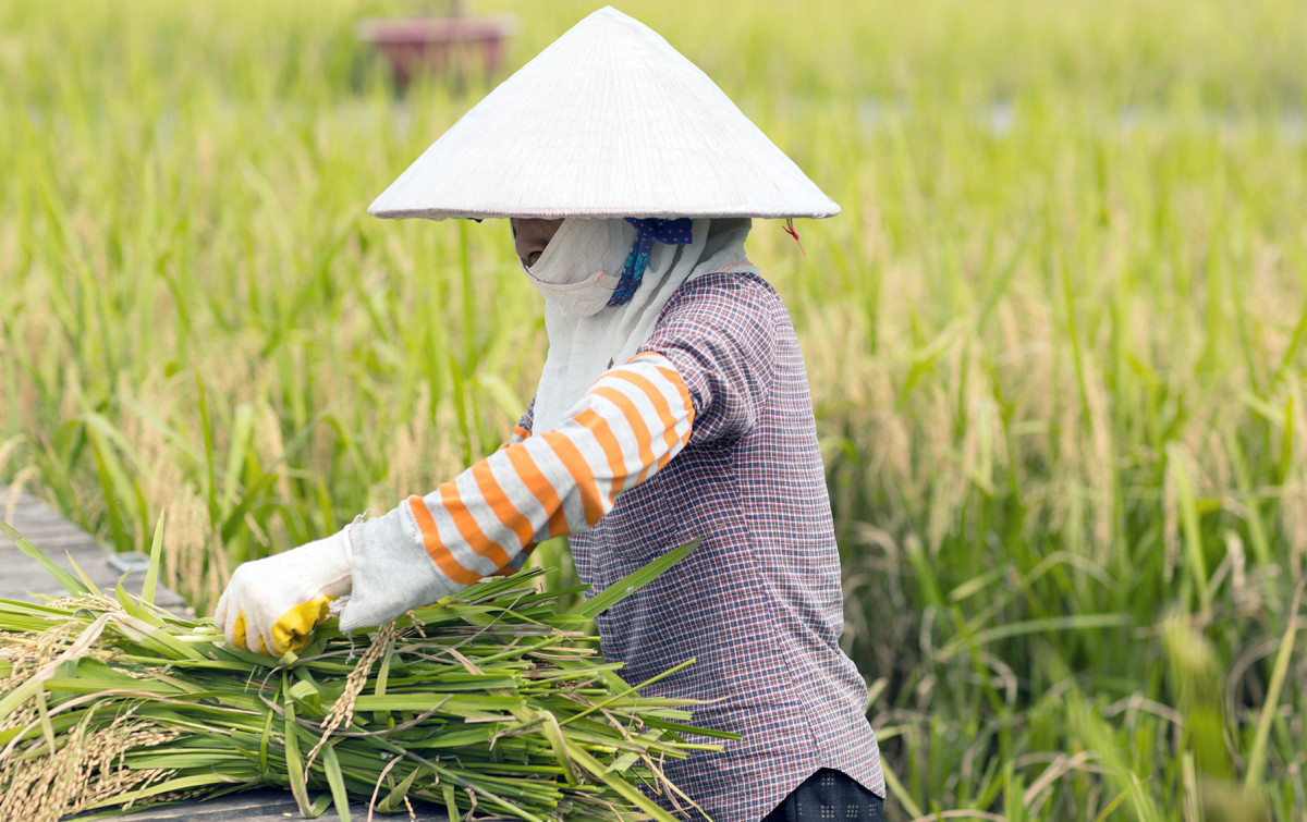 Coffee shop set amid rice paddies captivates Hanoians