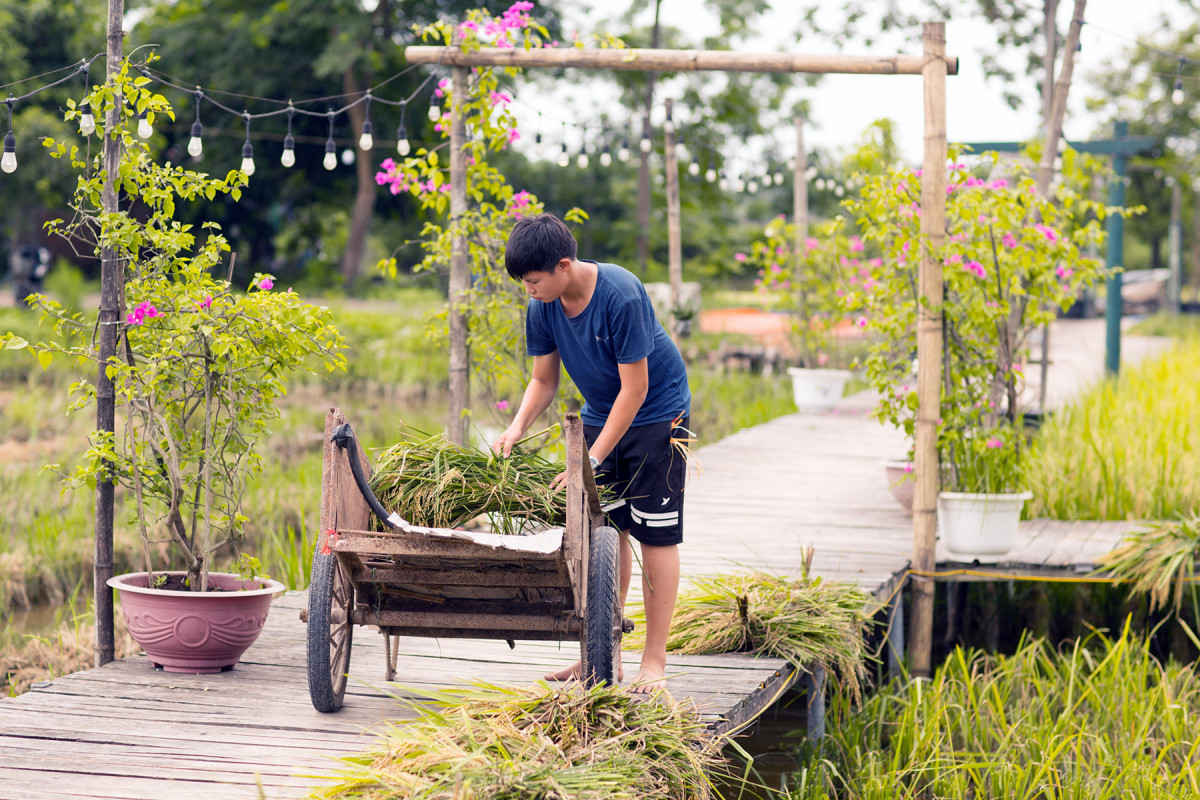 Coffee shop set amid rice paddies captivates Hanoians