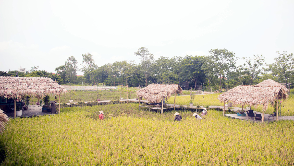 Coffee shop set amid rice paddies captivates Hanoians