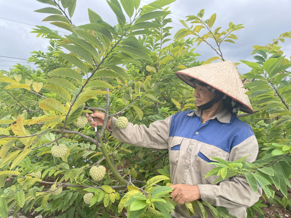 Bà Đàm Thị Thủy, thôn Vườn Chay (xã Tiền An, TX Quảng Yên) chăm sóc vườn na bở của gia đình.
