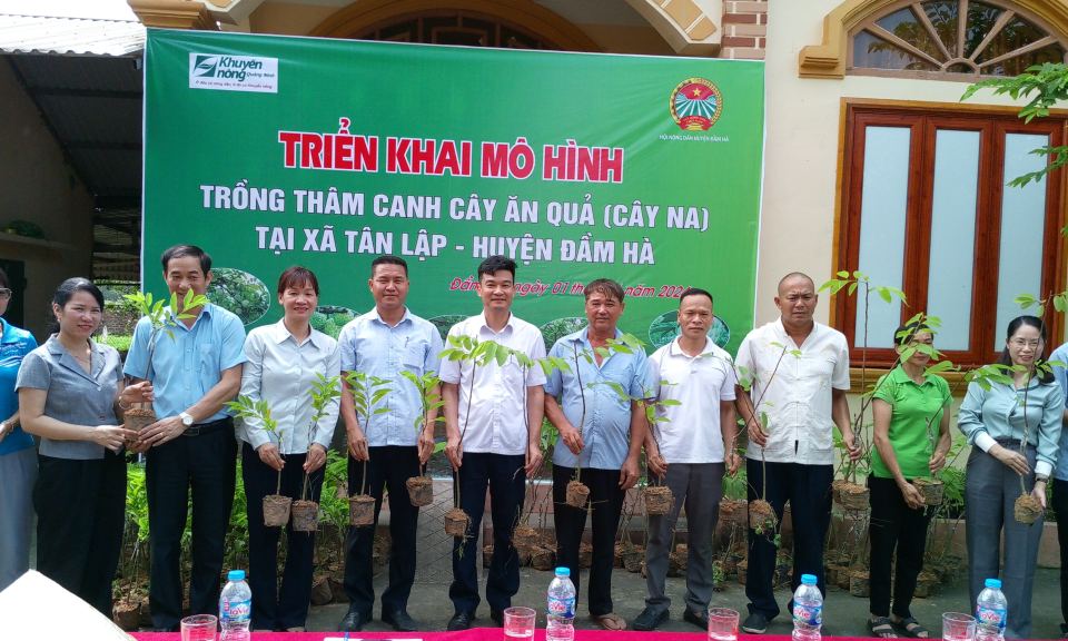 Đầm Hà triển khai mô hình trồng na tại xã Tân Lập