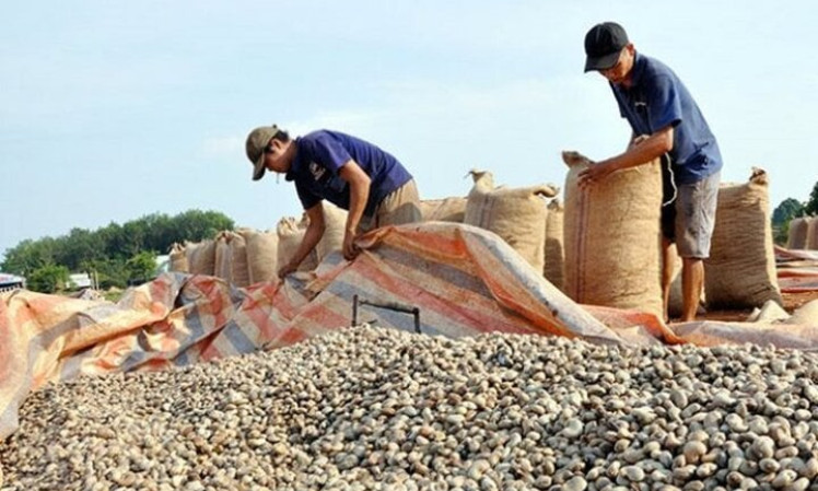 Nguyên nhân đối tác 'lật kèo' hàng trăm nghìn tấn điều thô với doanh nghiệp Việt