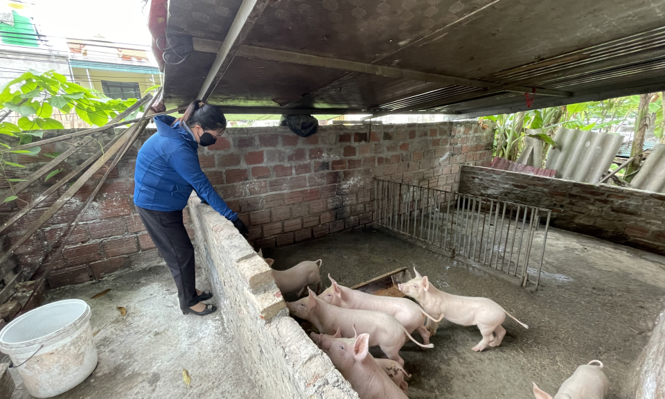 TX Quảng Yên: “5 không” phòng chống dịch tả lợn châu Phi