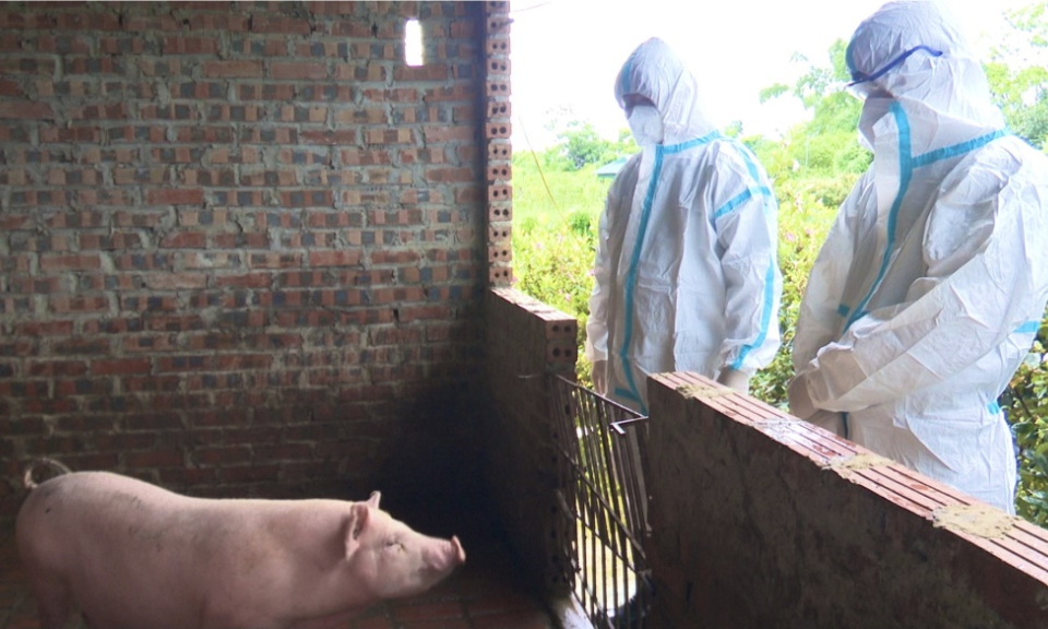 Siết chặt phòng chống, không để dịch tả lợn châu Phi lây lan diện rộng