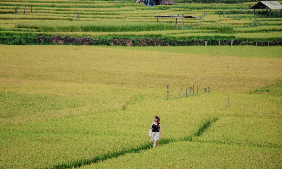 Central Highlands aglow: golden rice paints the terraces