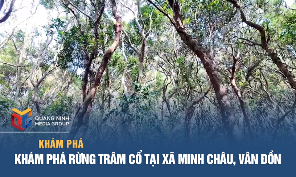 Khám phá rừng trâm cổ tại xã Minh Châu, Vân Đồn