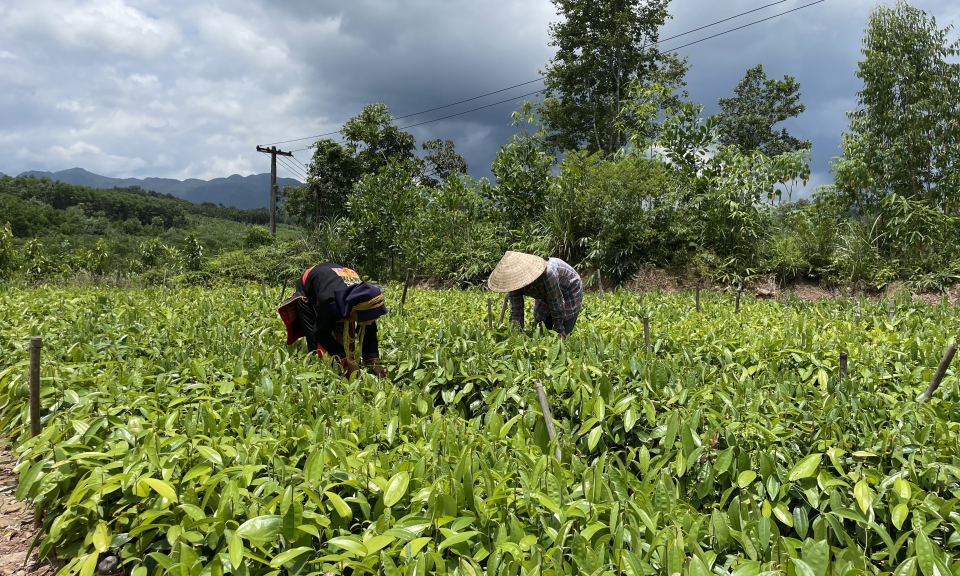 Rừng là vàng