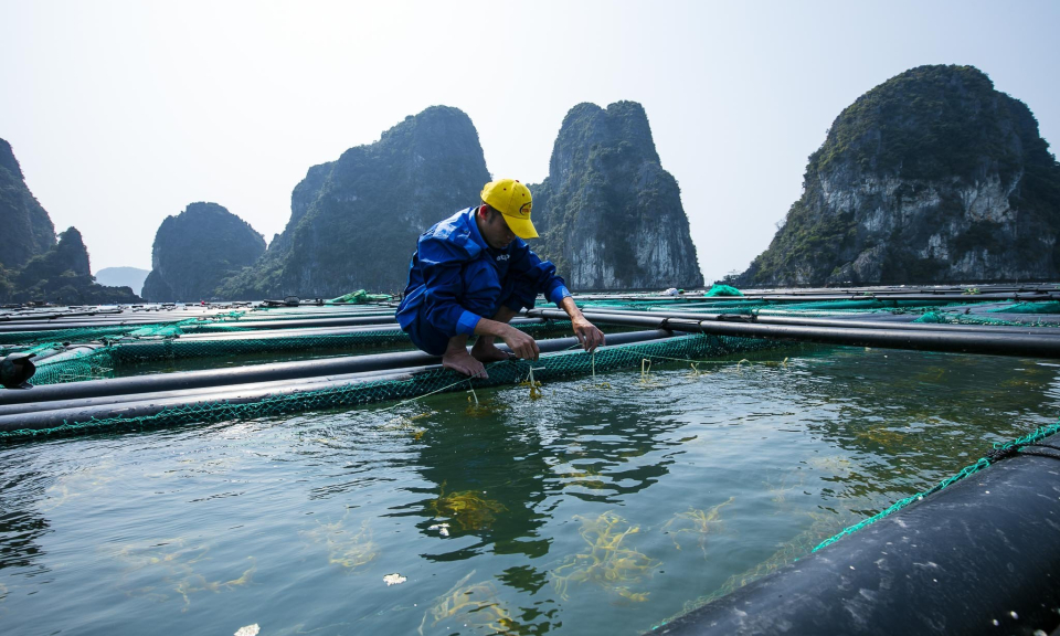 Ứng dụng công nghệ trong nuôi trồng thủy sản