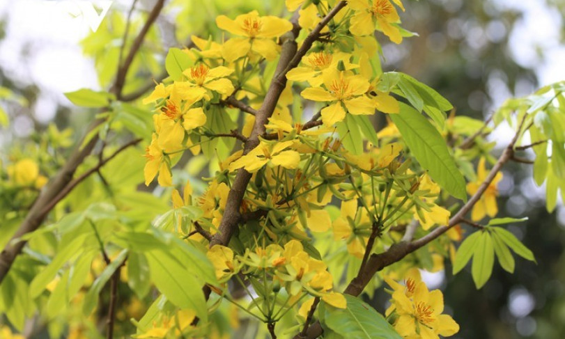 Yellow apricot blossoms in sacred Yen Tu mountain