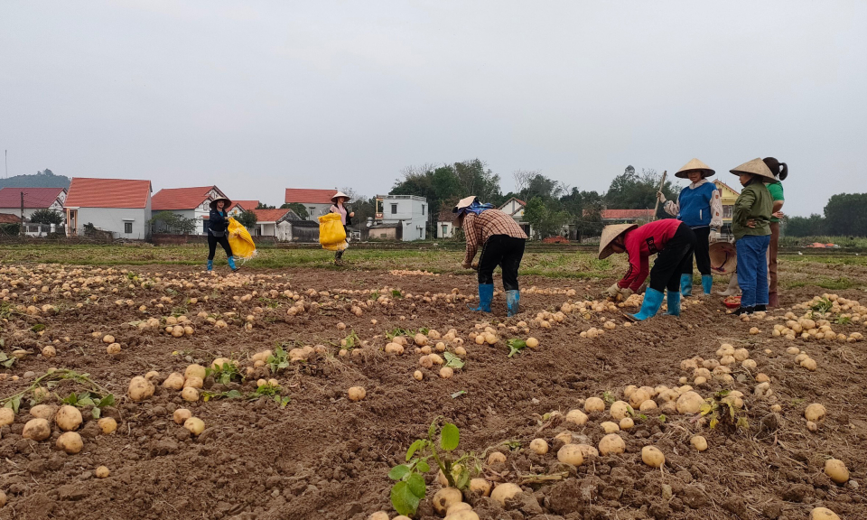 Huyện Tiên Yên tập trung tái cơ cấu ngành nông nghiệp