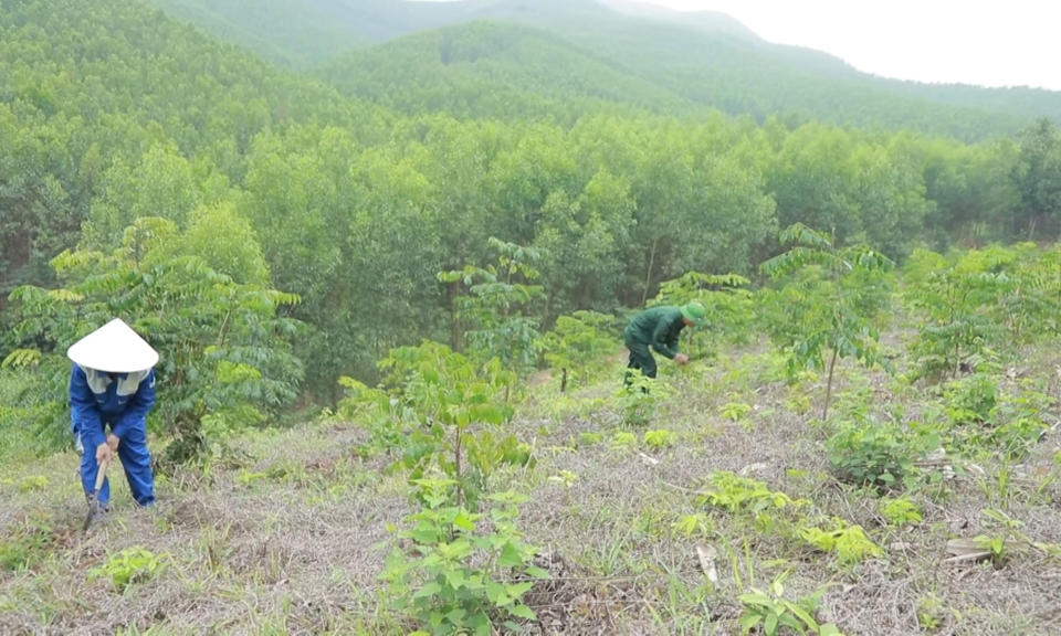 Thúc đẩy trồng rừng gỗ lớn