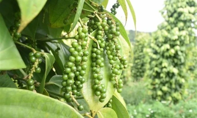 Vietnam's pepper export nears 500 million USD 