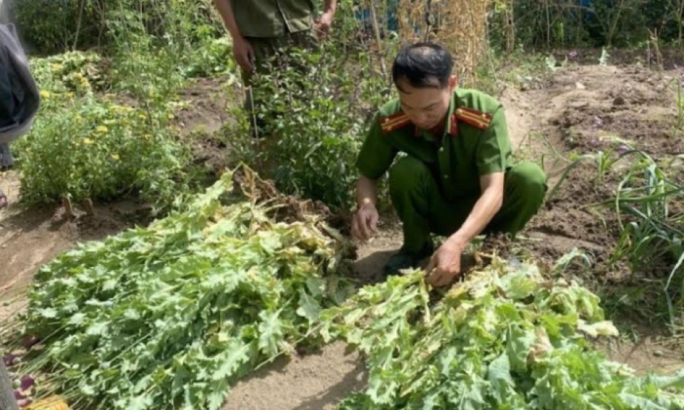 Vợ tố giác chồng trồng cây thuốc phiện