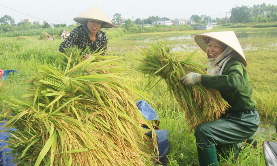 Bản tin vùng Đông Bắc ngày 12/6/2024