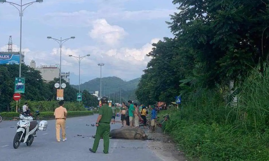 Uống rượu đi xe máy tông chết con trâu, nam thanh niên nhập viện