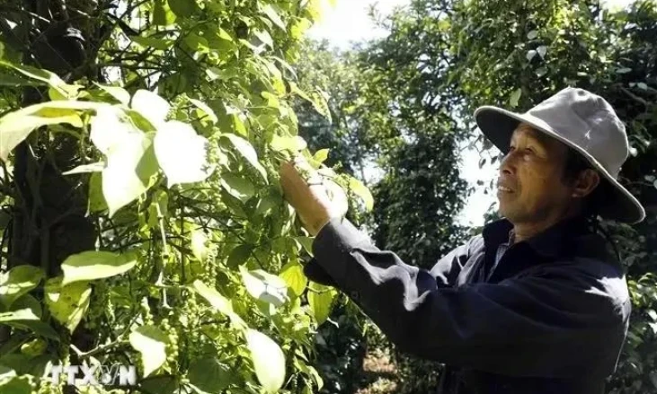Intensive processing enhances spice export value: insiders 