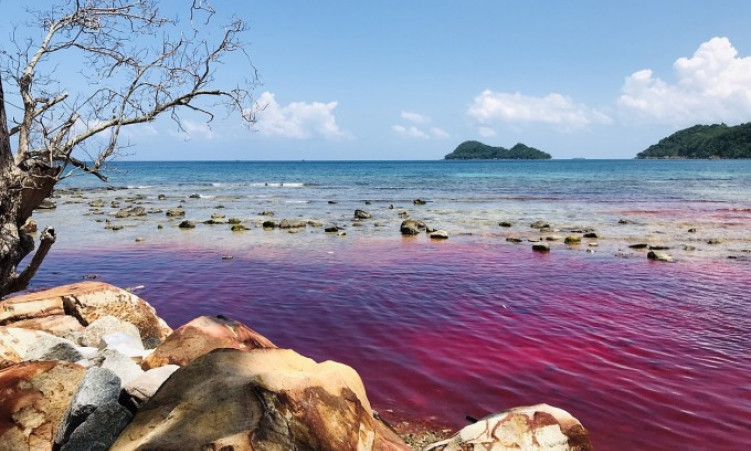 Thủy triều đỏ xuất hiện ở biển Phú Quốc