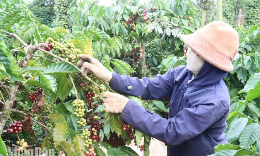 Increasing the value of coffee plants 