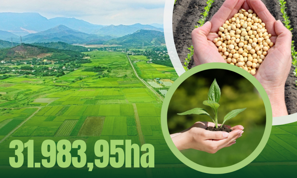 31.983,95ha - là tổng diện tích gieo trồng cây toàn tỉnh Quảng Ninh tính đến đầu tháng 6